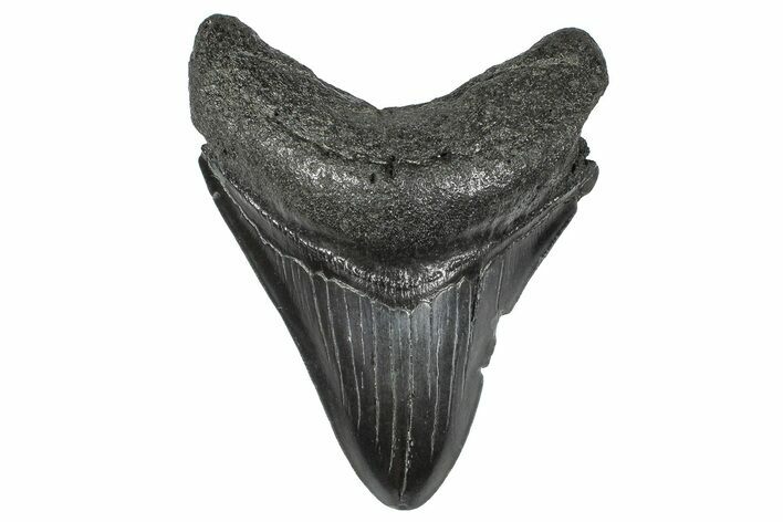 Fossil Megalodon Tooth - South Carolina #368006